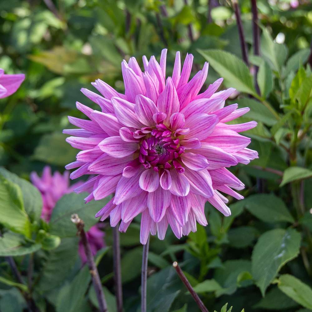 Dahlia 'Titan Magenta'